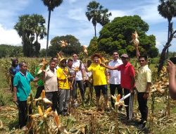 PT Manufarm Kupang Borong Jagung Petani Sulamu 1 Hektar